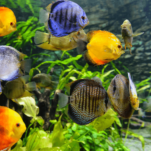 attractions near heathrow airport - London Sealife Aquarium